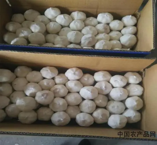 Top Quality healthy Pure Normal White Color Specification 4.5cm 5.5cm 6.0cm fresh normal dried garlic spices