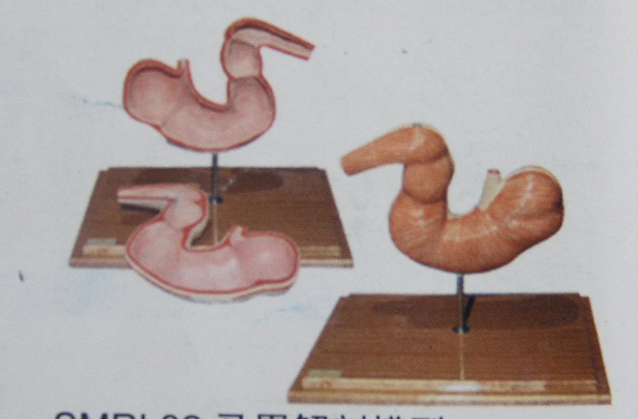 horse anatomical model anatomy models of animals