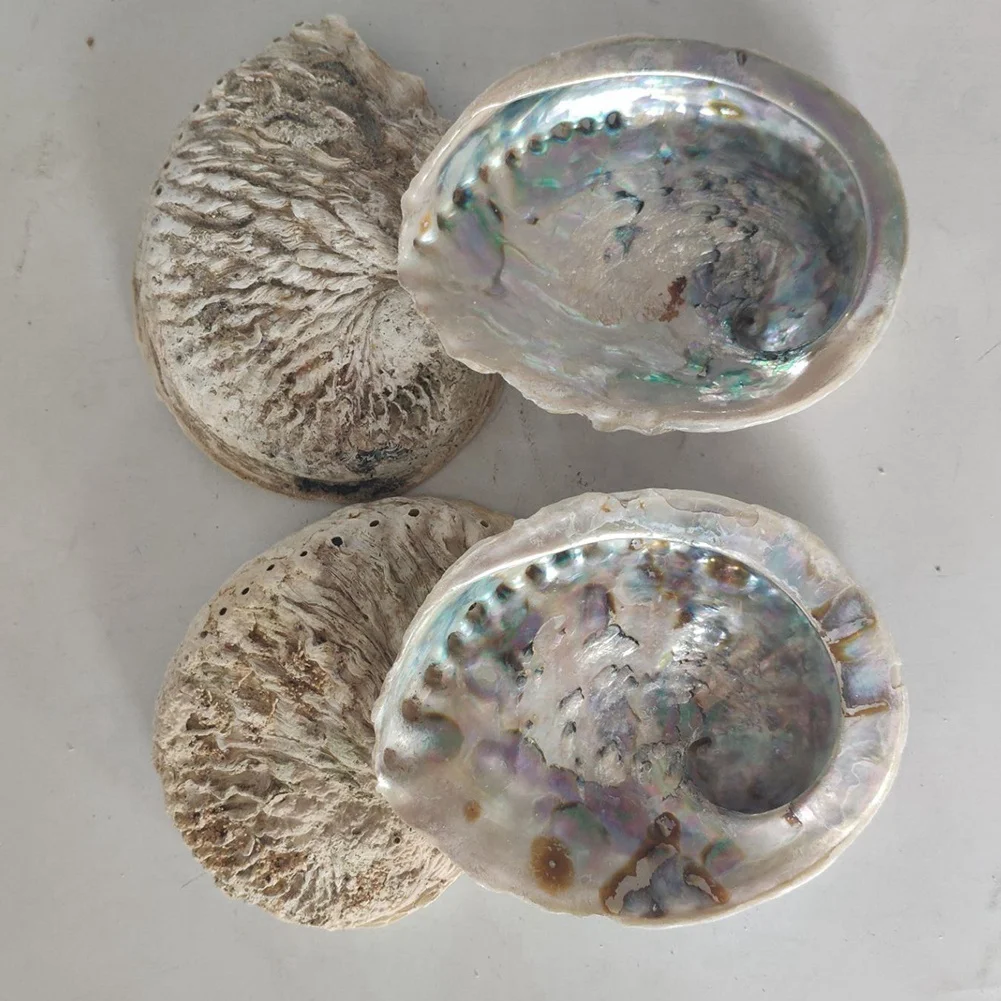 
Natural Craft Paua Seashell 11-12cm Stock Raw Abalone Shell For Decoration Soap Box 