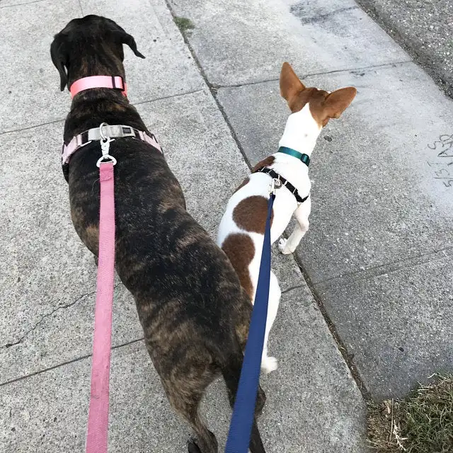 6/15/20/30/50/100ft Necklace Strap Pets Supplies Pet Dog Leash Long Obedience Recall Foot Feet Training Lead  Easy to Wear