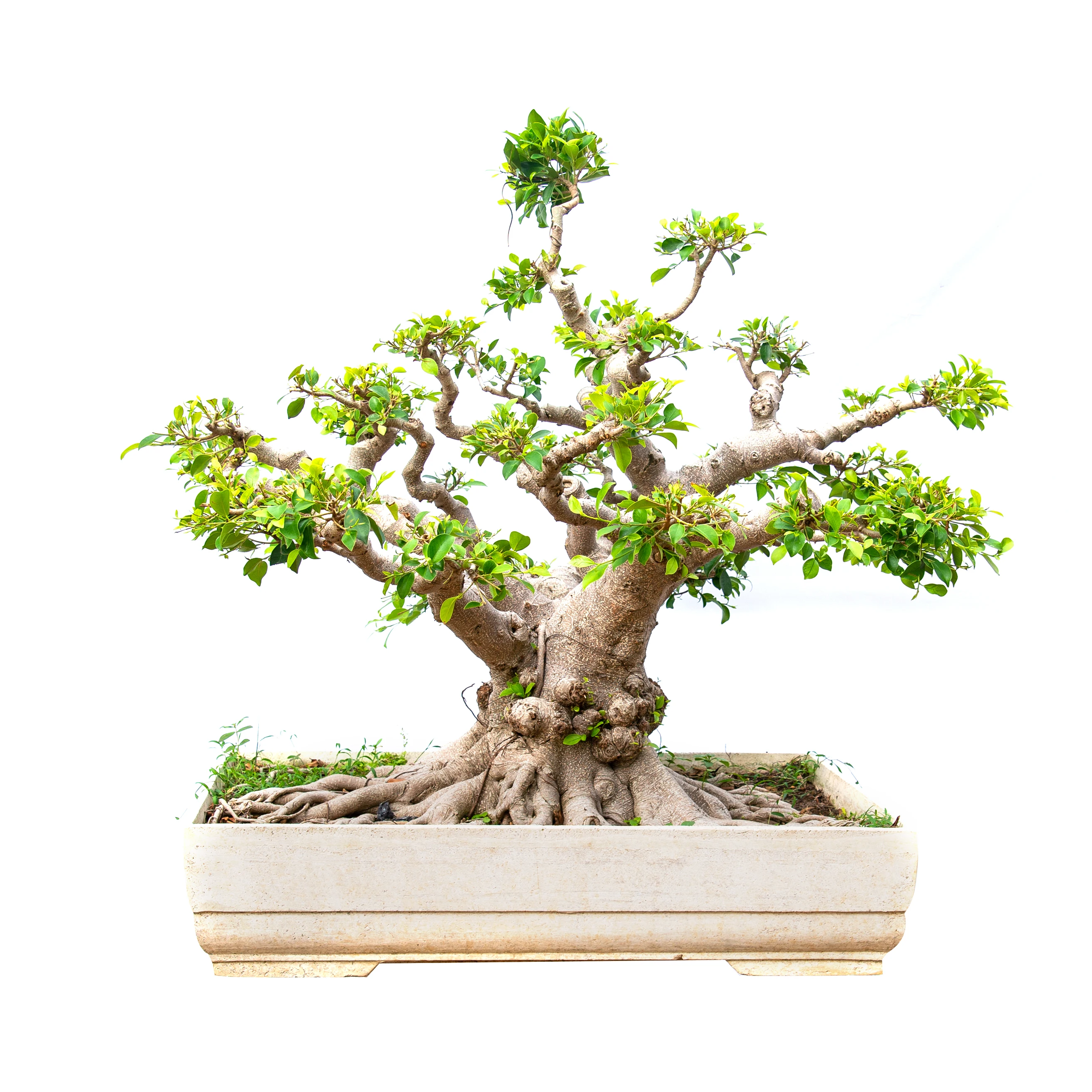
Tropics Tree dragon ficus bonsai banyan tree bonsai China 