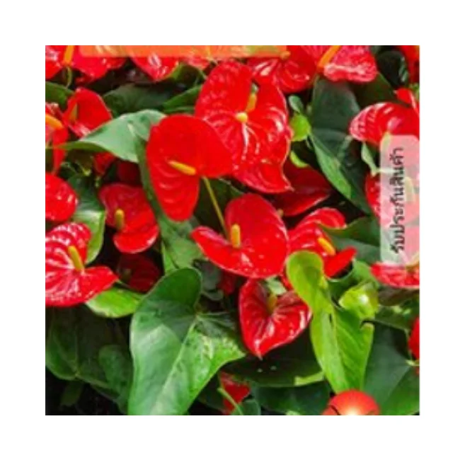 
Hot Selling Beautiful Red Flamingo Anthurium Andraeanum Real Plant 