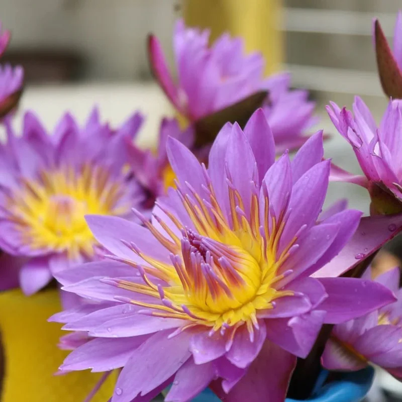 Factory Price Hot Sale China Wild Dried Blue Lotus For Tea