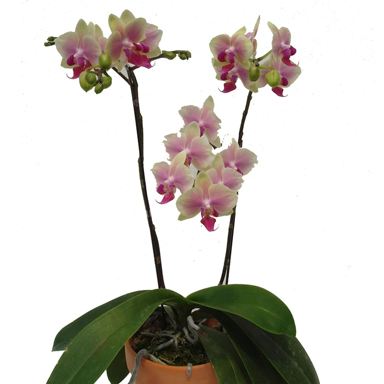 
live phalaenopis fresh orchid plants for sale 