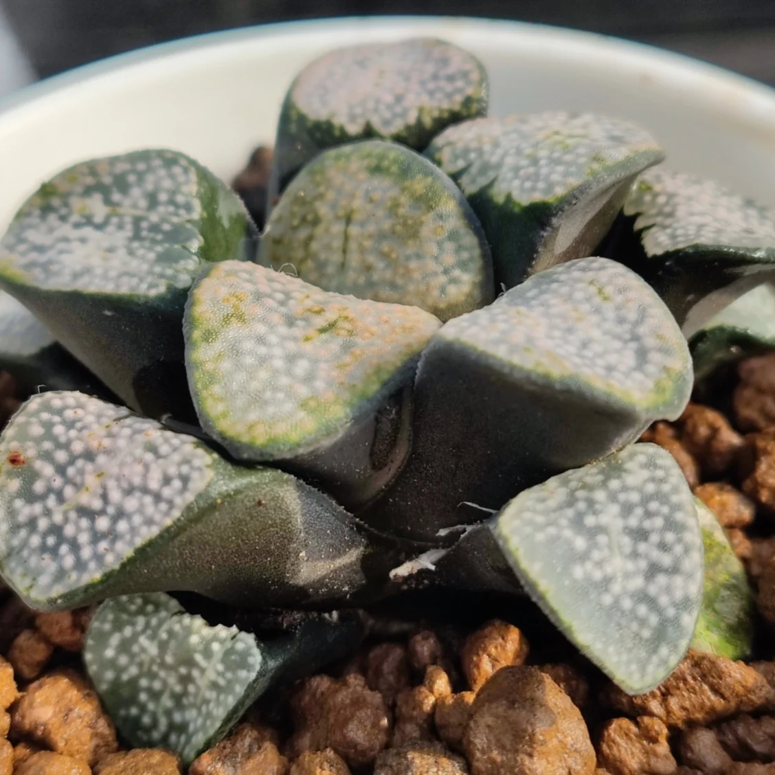  H44 Haworthia Редкие суккуленты живые растения 3 5 дюймов горшок натуральные комнатное растение