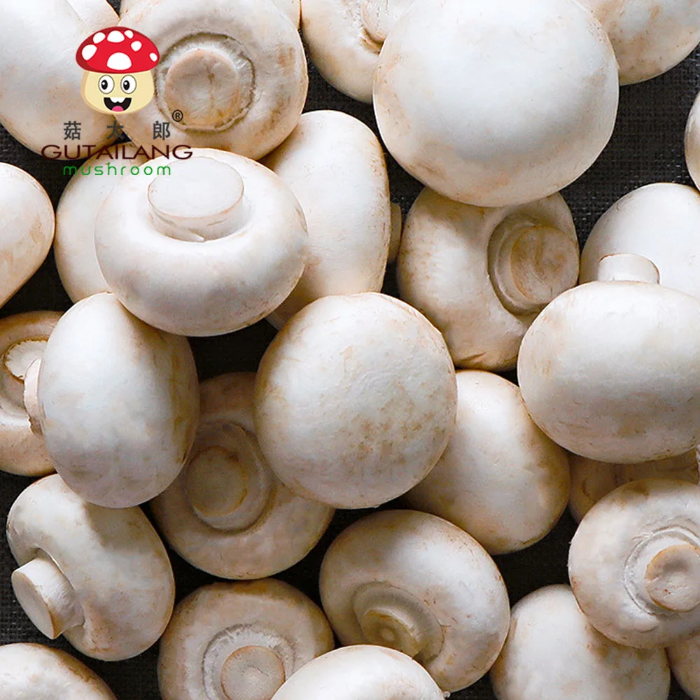 Mushroom Champignon Powder Gutailang Factory Directly Selling Champignon Mushroom Extract Powder