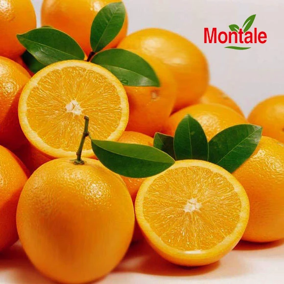 Montale  newest Wholesale best newhall orange new market fresh orange