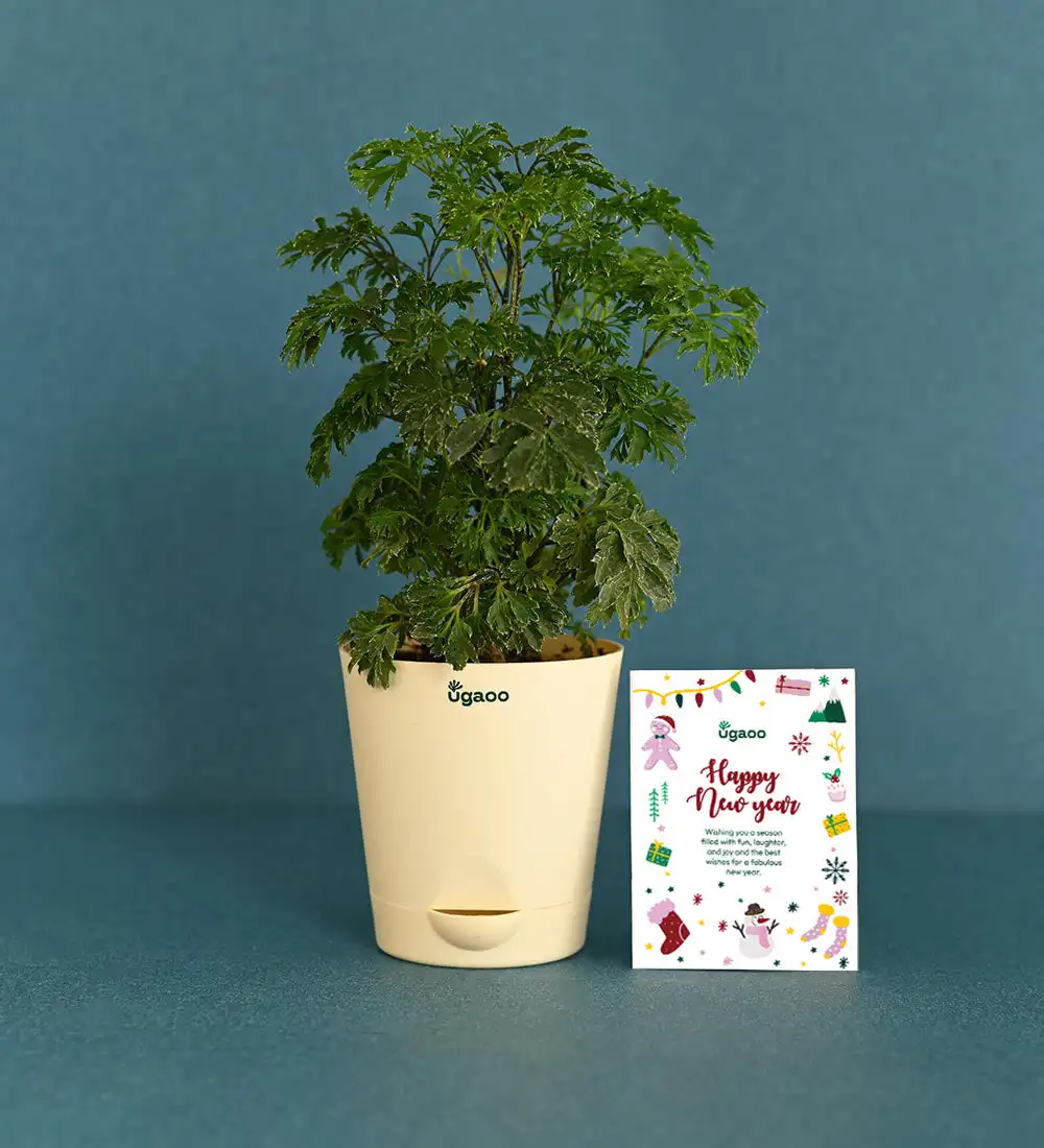Aralia With Plantable Stationary Plant Starter Kit Wedding Invitation Paper Gift Box