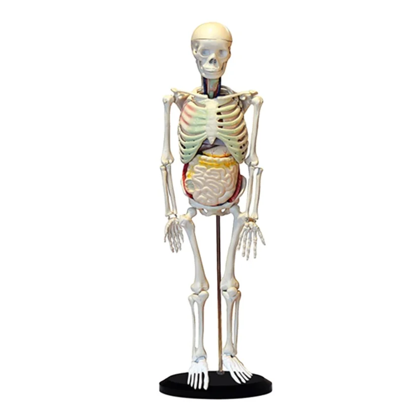 Medical Training Manikin Human Skeleton Anatomical Model