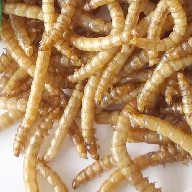 Farm Breed Dried Feeder Mealworms for birds snakes lizards amphibians treats