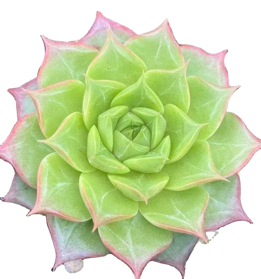 
Various cactus and succulent plants Haworthia cooperi var. pilifera (Baker) M.B.Bayer 