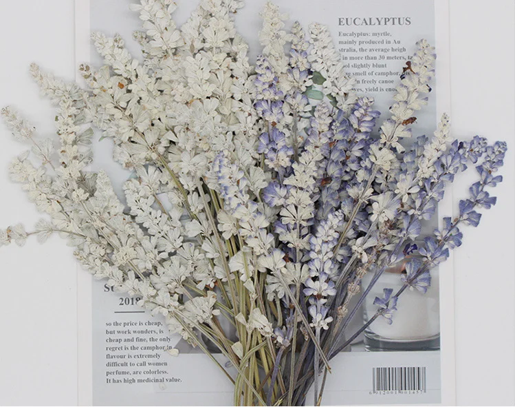 Real Dried Pressed Flower Sage