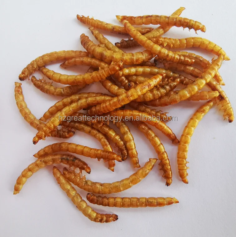 Wholesale Yellow Meal worms 5kg High Protein Pets Food