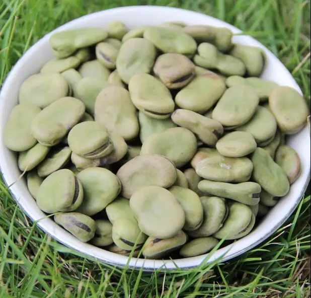 new crop2021 dry Broad / Fave Beans