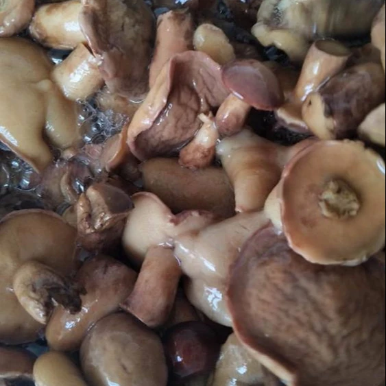 
new crop canned suillus 