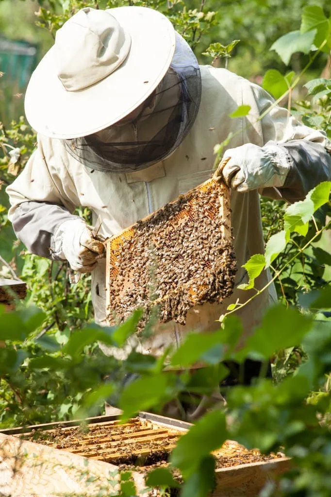 Мед различные цветы подсластитель HACCP Сертифицированный