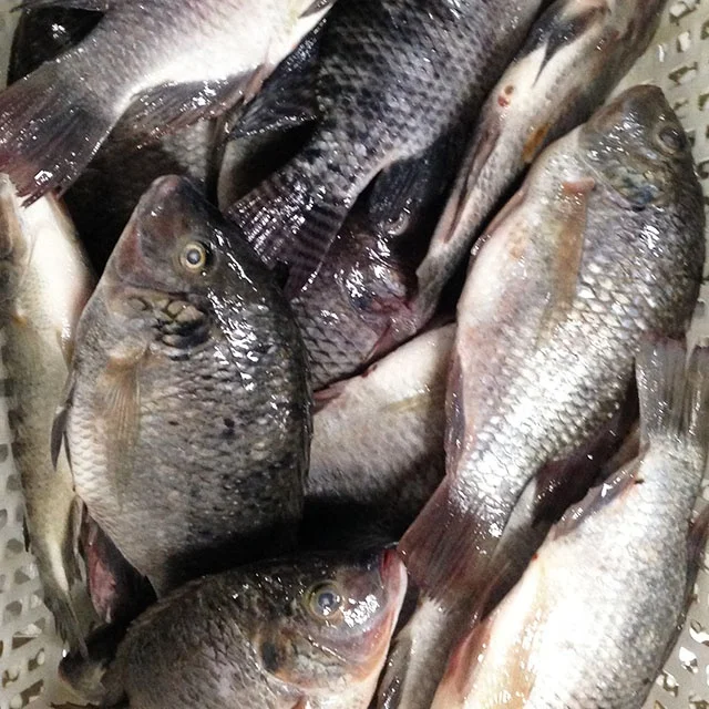 Реалистичные круглые рыбные продукты тилапии, поставка из Китая