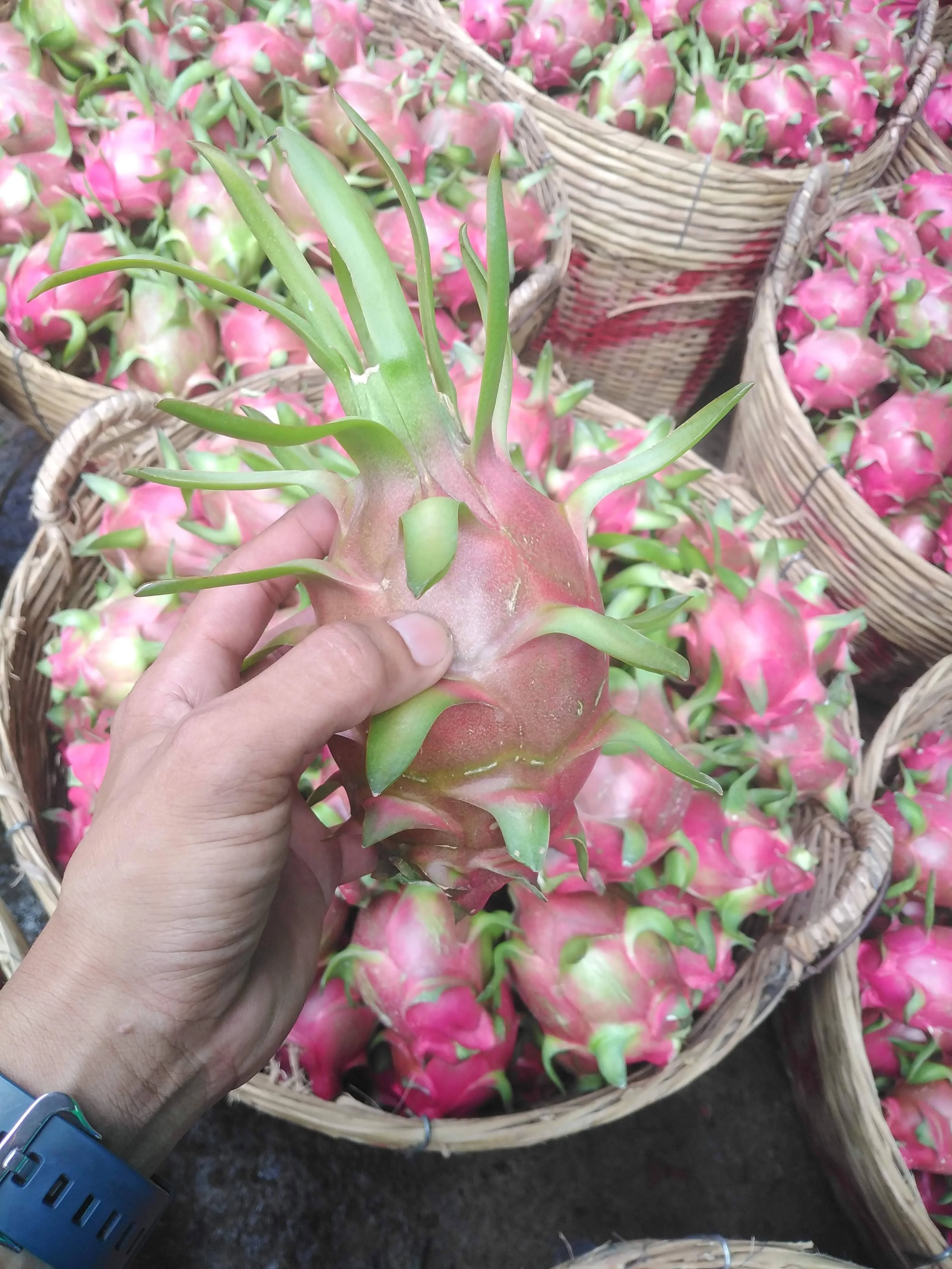 The Hot Selling Competitive Price For White Dragon Fruit Made In Vietnam With High Grade Have 3 Months Maturity