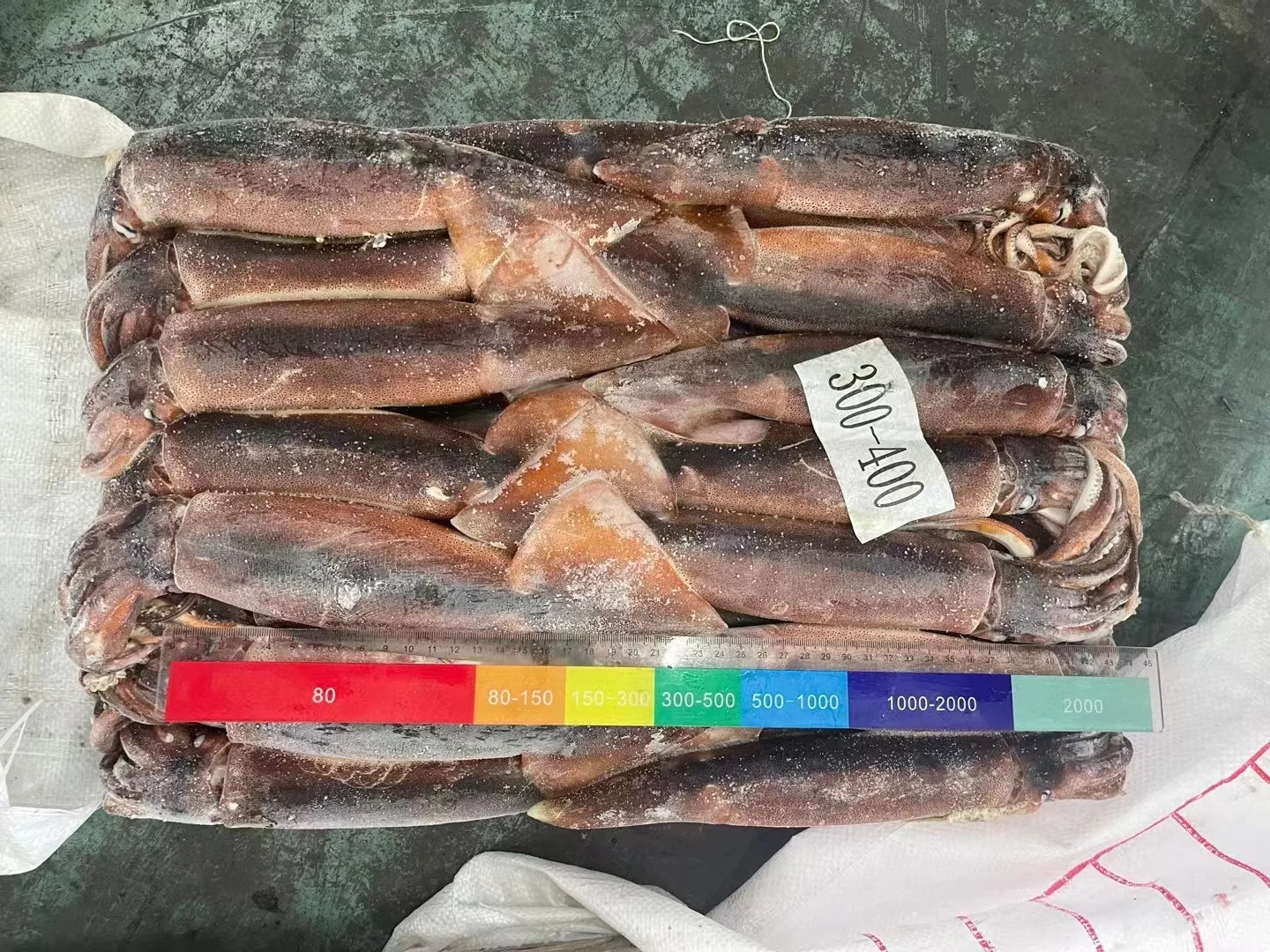 With High Popularity High Quality Good Price Fresh Frozen Illex Squid