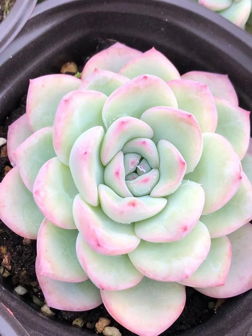 Wholesale indoor home decorative succulent