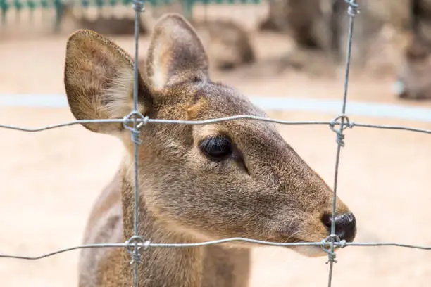 Hot dip galvanized farm and field goat fence fixed knot steel wire fencing 50m roll