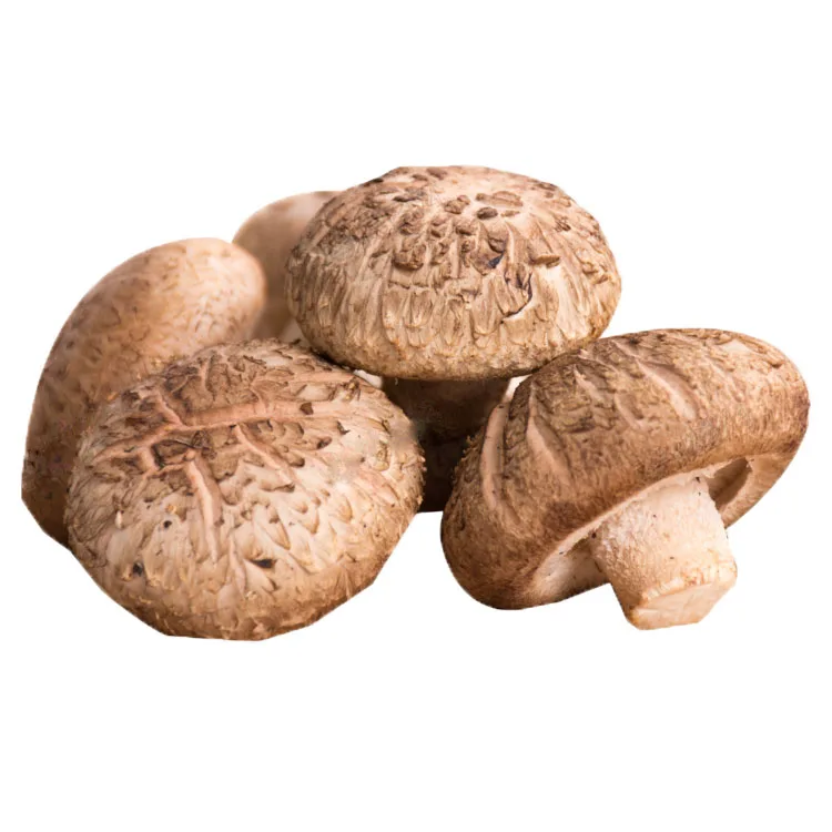  Органические свежие грибы shiitake коричневого цвета оригинальный тип долговечный продукт ISO модель