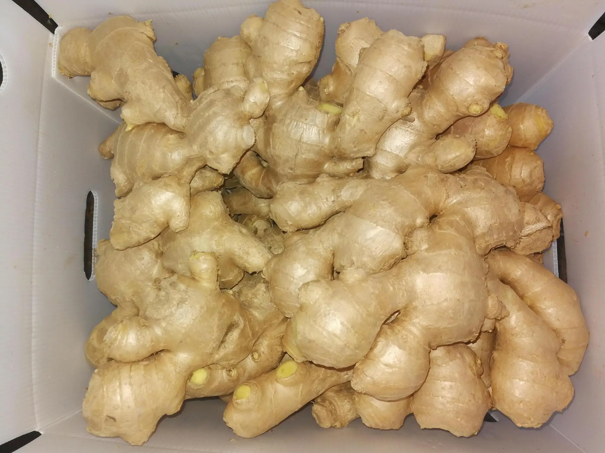 
Chinese fresh mature super healthy ginger 