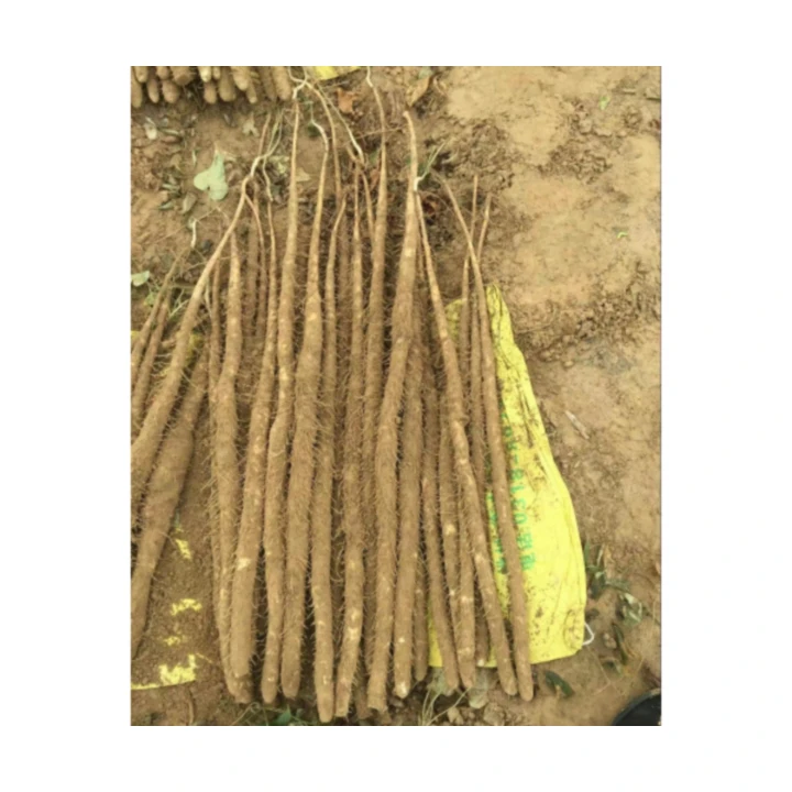 Wholesale Factory PriceHot selling High Quality Popular Wild Yam  Wild Yam