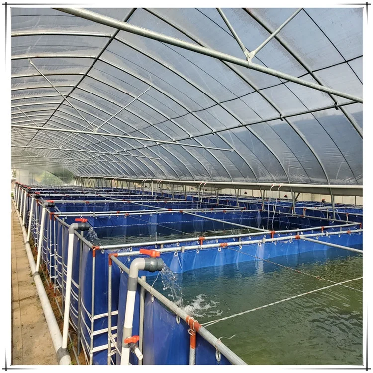
Indoor fish ras fish farming equipment for Tilapia the recirculating aquaculture system 