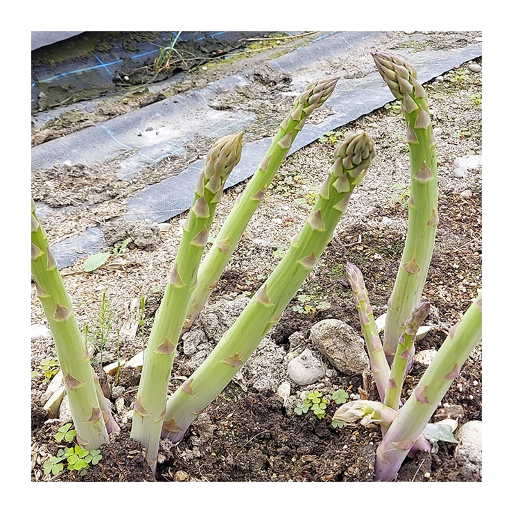 Japan imported reasonable price fresh packing asparagus asparagus