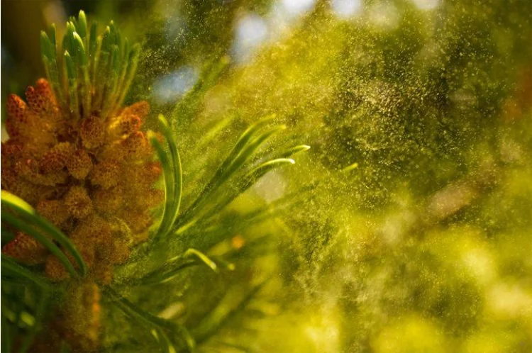 Hot Sale High Quality Organic 99% Pine Pollen Cell Broken Wholesale Pine Pollen