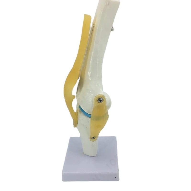 IN-M15 Customizable Plastic Human Anatomical Knee Can Move Joint Model Knee Bone Model