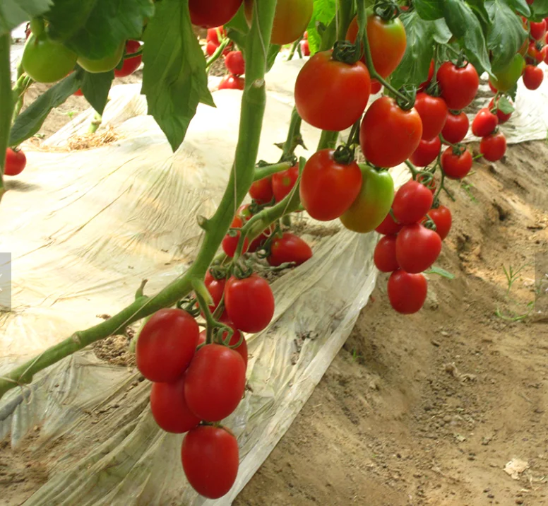 Семена красных томатов овальной формы для продажи