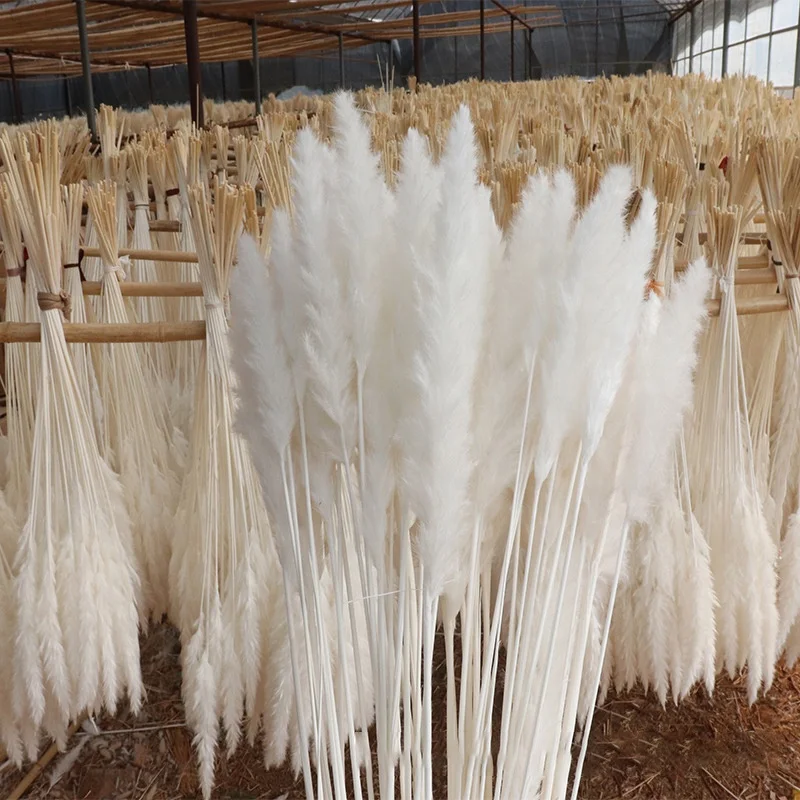 
2020 Amazon Hot selling wholesale decorative natural Dried Flowers Fluffy pampass feathers small white pampas grass 