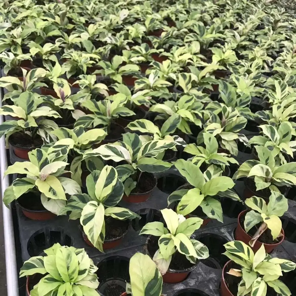 Тканевая культура рассады масло окрашенные arrowroot