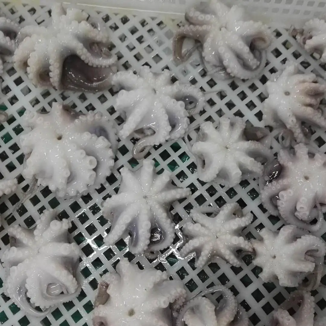 
Live Baby Octopus Frozen Baby Octopus Small Cut 