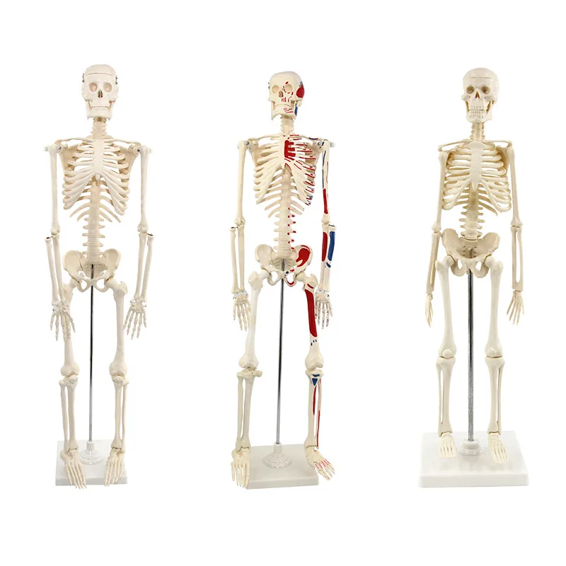 high quality 170 cm skeleton model Medical educational anatomy model toy figure plastic human life size