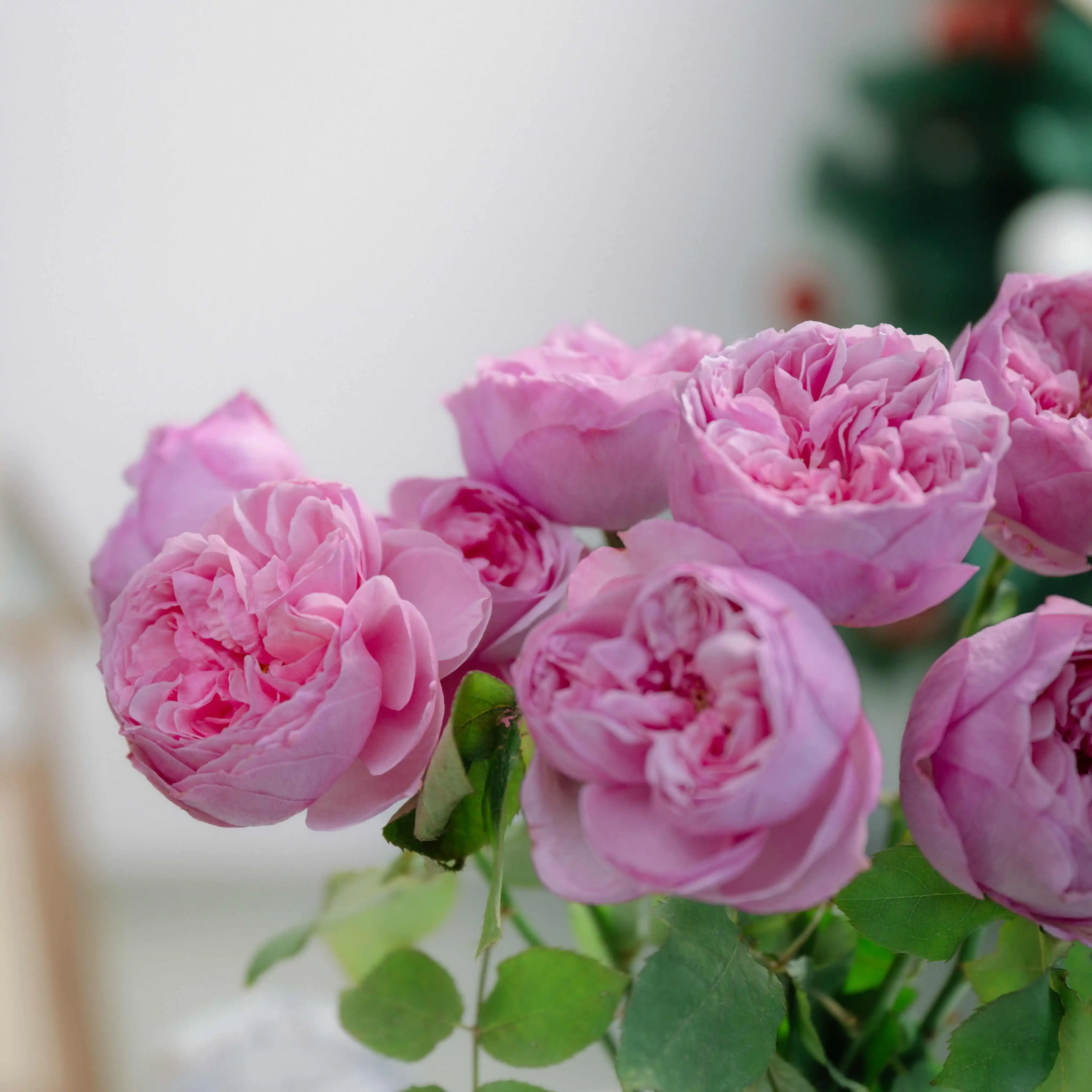 Wholesale High Quality Kunming Fresh Cut Flowers Kelly Fresh Roses for Home Flower Arrangements