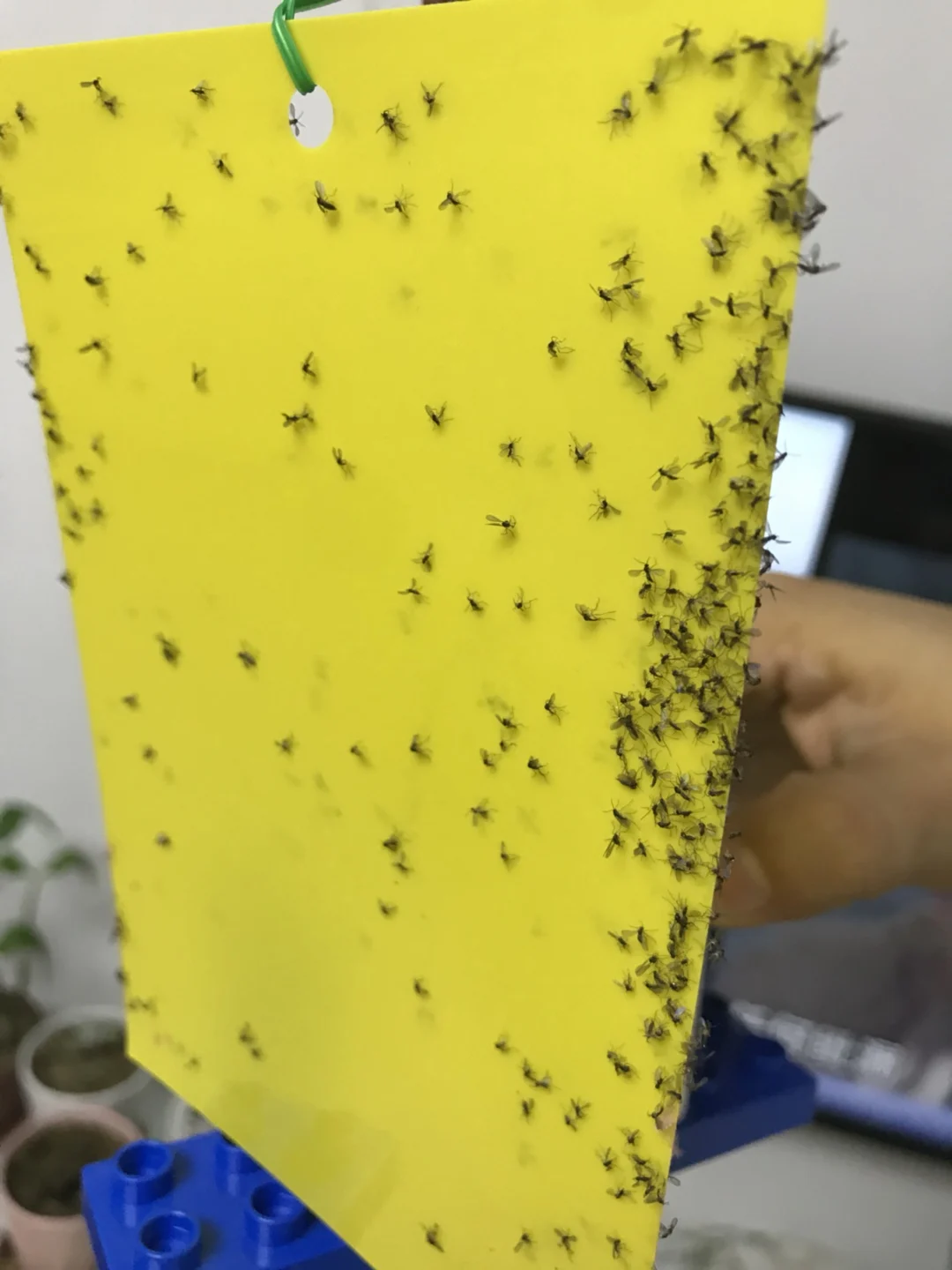 Flying Insect Killers Yellow Sticky Fruit Fly Sticky Traps Killing Aphids Plate Stick Insect Whitefly