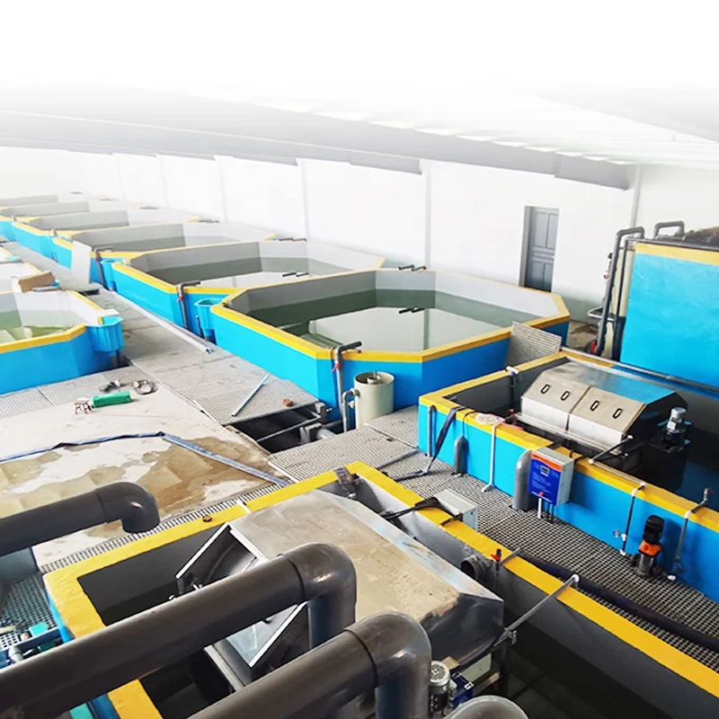 Indoor recirculating aquaculture system fish farming RAS Solution for Koi / climbing perch