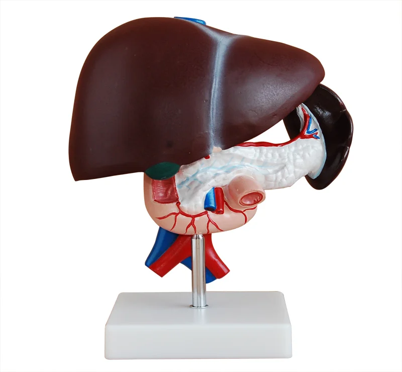 Liver Pancreas and Duodenum Model, Liver Anatomy Model