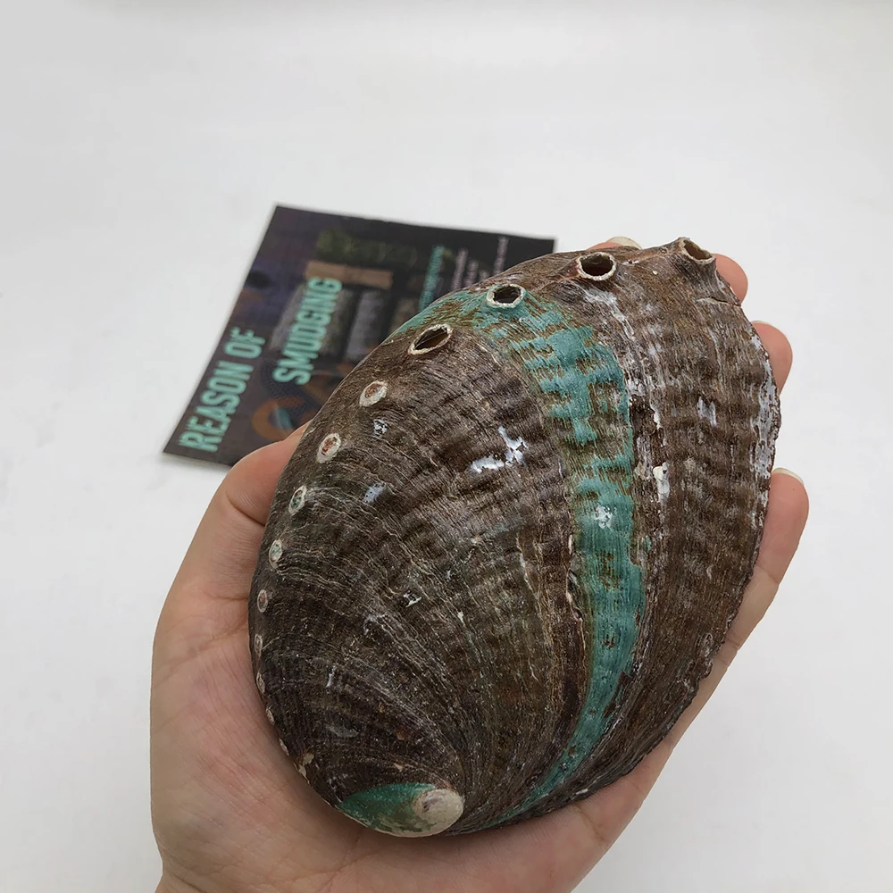 CELION Abalone Shell Clean Sea Shells Natural from China Home Decoration Eco-friendly Carton Religious Europe Seashell 20 Pcs