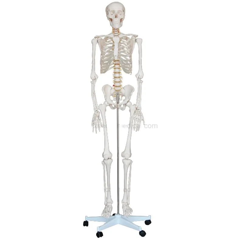 Life Size Skeleton 85CM 180CM Tall Human Plastic Skeleton (1600329622504)