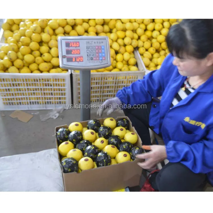 Montale Size 88 100 113 125 138 Fresh Wholesale Eureka Lemon