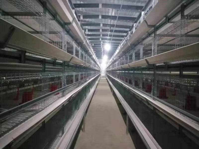 Cheap Price Chicken House Layer Used Farm Poultry Breeding Special Cages