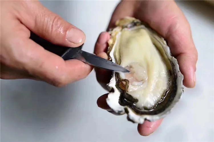 Good Quality Frozen Good Price Stable Supply Aquaculture Live Oyster For Sale