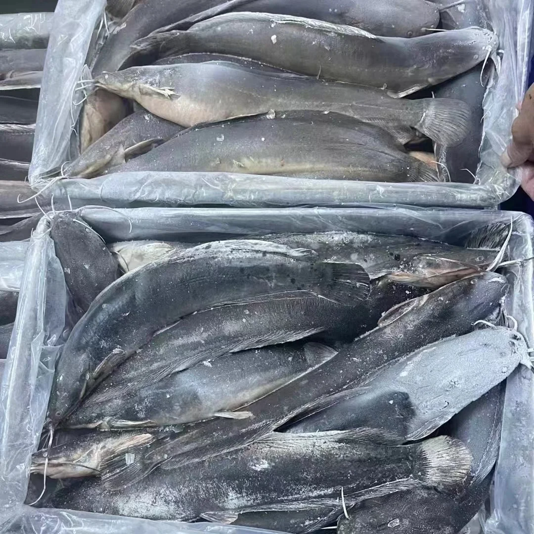 Frozen Cat Fish W/R 500-100G