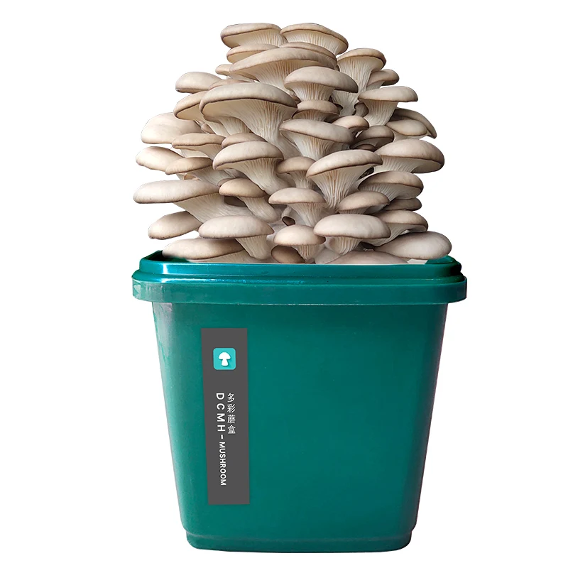 
Direct wholesale high-quality fresh mushroom mushroom cultiv 