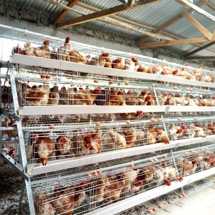 Automatic Poultry Farming Cheap Layer Chicken Cage System For Chicken Coop