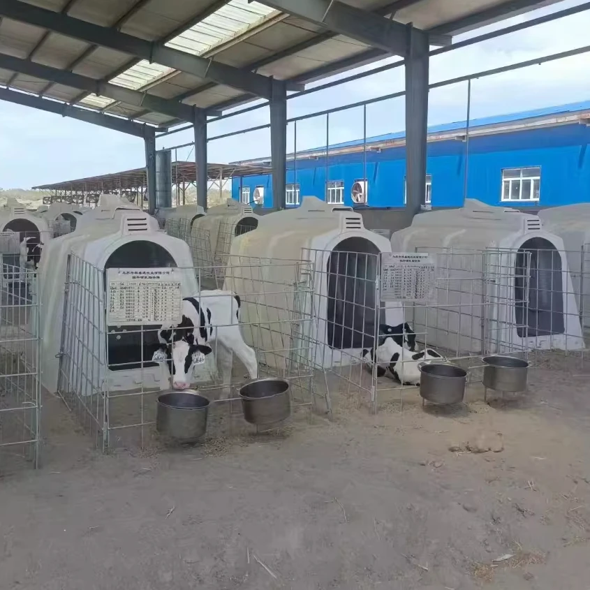 Factory Price Farm Animal Cattle Calf Hutches And Boxes Dairy Cow House For Calves